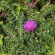 Habitusfoto Cirsium acaule