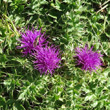 Portraitfoto Cirsium acaule