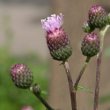 Blütenfoto Cirsium arvense