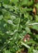 Blätterfoto Cirsium arvense