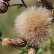 Fruchtfoto Cirsium arvense