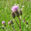 Foto Kelch Cirsium arvense