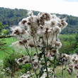 Foto von Besonderheit Cirsium arvense