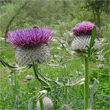 Portraitfoto Cirsium eriophorum