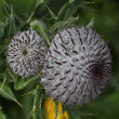 Foto von Besonderheit Cirsium eriophorum