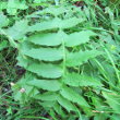 Blätterfoto Cirsium erisithales