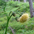 Portraitfoto Cirsium erisithales