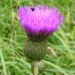 Portraitfoto Cirsium helenioides