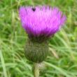 Portraitfoto Cirsium helenioides