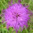 Blütenfoto Cirsium helenioides