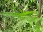 Stängel-/Stammfoto Cirsium helenioides