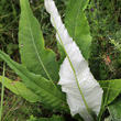 Foto von Besonderheit Cirsium helenioides