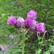 Portraitfoto Cirsium montanum