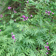 Habitusfoto Cirsium montanum