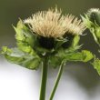 Portraitfoto Cirsium oleraceum