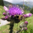 Portraitfoto Cirsium palustre