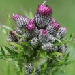 Blütenfoto Cirsium palustre