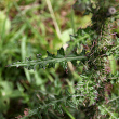 Bl&auml;tterfoto Cirsium palustre
