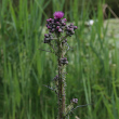 Habitusfoto Cirsium palustre