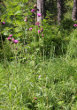 Habitusfoto Cirsium rivulare