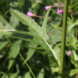 Blätterfoto Cirsium rivulare