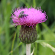 Portraitfoto Cirsium rivulare