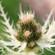 Portraitfoto Cirsium spinosissimum