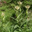 Habitusfoto Cirsium spinosissimum