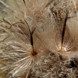 Fruchtfoto Cirsium spinosissimum