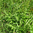 Foto Grundlätter Cirsium tuberosum