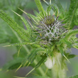 Foto der Jungpflanze Cirsium vulgare