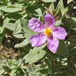 Blütenfoto Cistus albidus