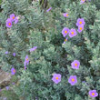 Foto von Besonderheit Cistus albidus