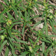 Blätterfoto Cistus monspeliensis