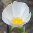 Portraitfoto Cistus salviifolius