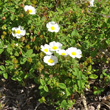 Habitusfoto Cistus salviifolius