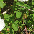 Blätterfoto Cistus salviifolius