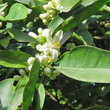 Blütenfoto Citrus sinensis