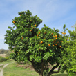 Habitusfoto Citrus sinensis