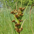 Blütenfoto Cladium mariscus