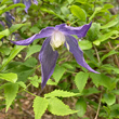 Blütenfoto Clematis alpina