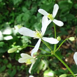 Blütenfoto Clematis recta