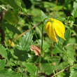 Portraitfoto Clematis tangutica