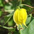 Blütenfoto Clematis tangutica