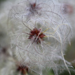 Fruchtfoto Clematis vitalba