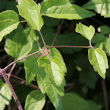 Blätterfoto Clematis vitalba