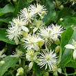 Portraitfoto Clematis vitalba