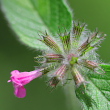 Foto Kelch Clinopodium vulgare