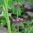 Portraitfoto Clinopodium vulgare