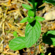 Blätterfoto Clinopodium vulgare